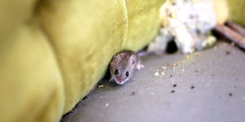 Should I Be Worried If I Saw a Mouse in My Home?