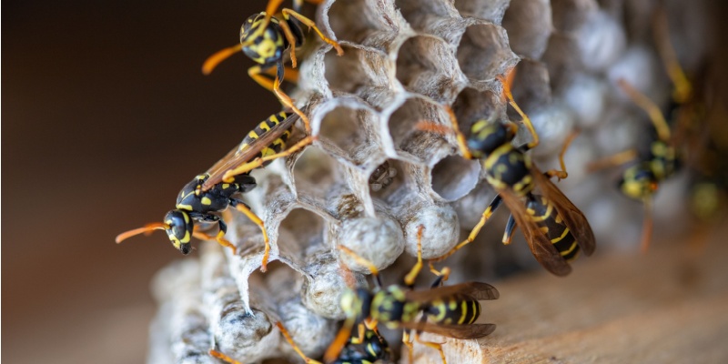 What Should I Do If I Have Wasps on My Property?