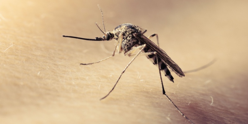 Best Mosquito Exterminators in Covington, LA